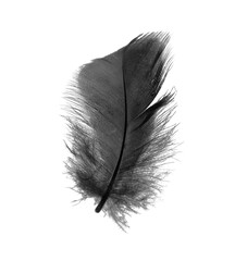 Obraz premium black feather on white background
