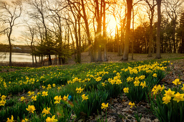  yellow daffodils blooming on the hills in the forest at sunset. The rays of the sun through the trees illuminate the flowers.