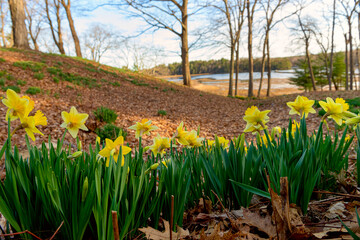   yellow daffodils blooming on the hills in the forest near the lake. - 769587929