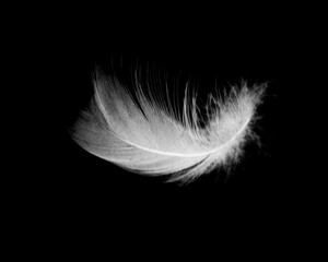 white feather isolated on black background - obrazy, fototapety, plakaty