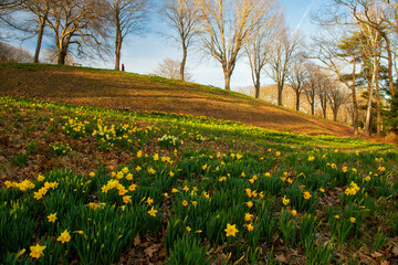  yellow daffodils blooming on the hills in the park