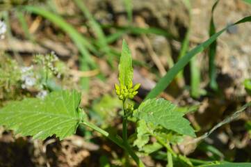 close up of a plant mustard flowers