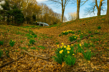  yellow daffodils blooming on the hills in the park