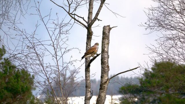 Beautiful falcon sits on the tree in a forest in windy weather and looks around. The wind blows the trees around.