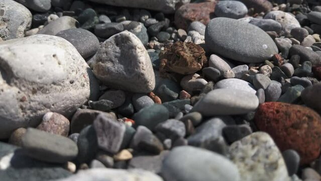 Medium shot of a lone brown leopard frog sitting amongst beach pebbles