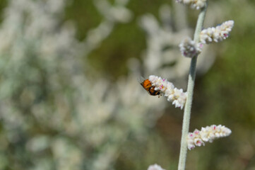 ladybug on flora close up, nature plant leaf, white aerva javanica flower