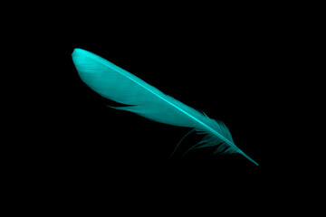 Beautiful feather color green turquoise isolated on black background
