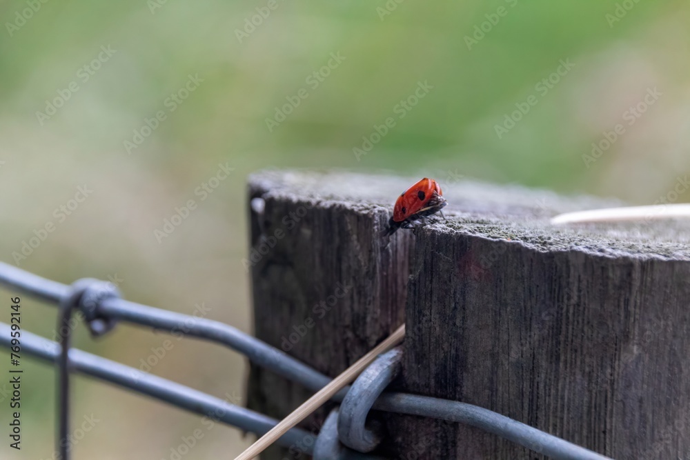 Wall mural ladybird on a fence