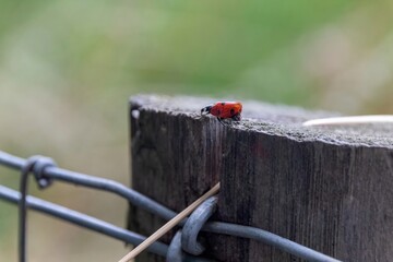 ladybird on a fence - obrazy, fototapety, plakaty
