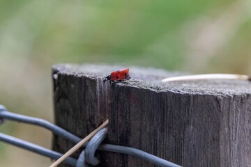 ladybird on a fence - obrazy, fototapety, plakaty