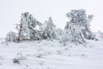 snowy landscapes of Puerto de Navacerrada in the Sierra de Guadarrama in Madrid in the month of March 2024 - obrazy, fototapety, plakaty