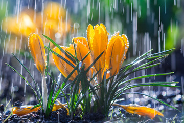 Beautiful yellow crocus flowers in spring rain - obrazy, fototapety, plakaty