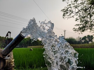 Paddy Field and water.

 - obrazy, fototapety, plakaty