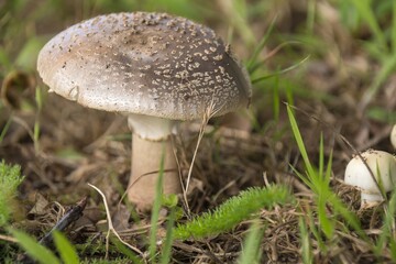 mushroom in the forest