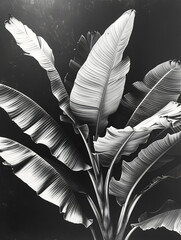 Banana leaf in a monochrome palette | Abstract Banana Leaf | Abstract black and white botanical art