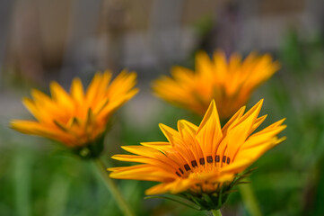 Yellow flowers of Gazania or Treasure in full bloom, Gazania rigens or Gazania splendens.