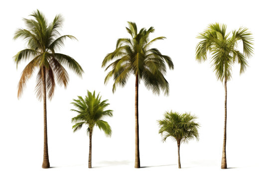 Majestic Palm Trees Dancing in Serenity. On a White or Clear Surface PNG Transparent Background.
