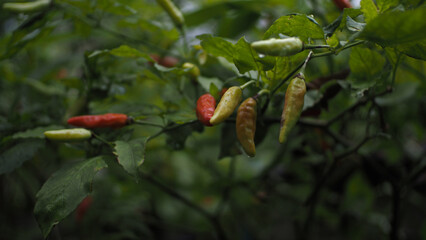 chili tree plant, close up