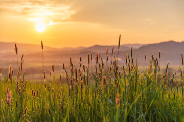 Spring sunrise on the meadow, low perspective, mountains in the background