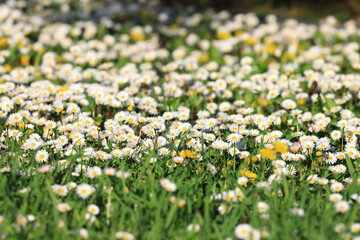Fototapeta premium Daisies flowers on meadow at beautiful spring sunny day