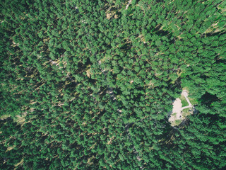 forestry frome drone
