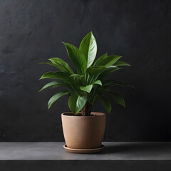 a pot of plants with flowers on a black background. copy space