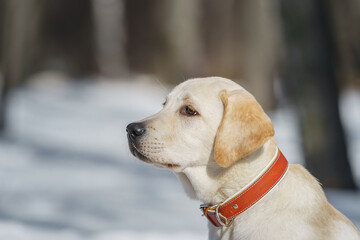 Young labrador observing winter grounds in the nature.. - 769606734