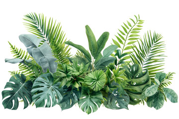 Fototapeta na wymiar fern leaves isolated
