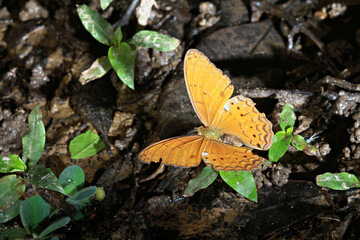 The Lemon Emigrant butterfly is drying its wings on the sand. Pang Sida National Park, Sa Kaeo Province, Thailand  - obrazy, fototapety, plakaty