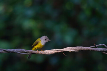 Grey-headed Canary-flycatcher perching on branch with green leaf background.