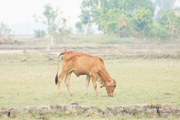 Obraz na płótnie Canvas Cow in the green grass