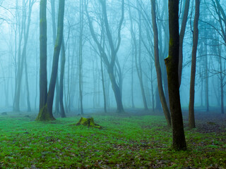 Mysterious autumn forest in the fog. Morning forest in blue tones. Dark place. Bare trees in the woods.