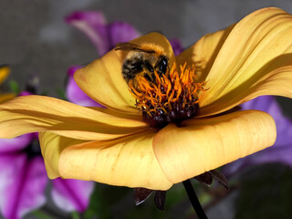 Macro of honey bee (Apis) feeding on yellow dahlia and seen from profile