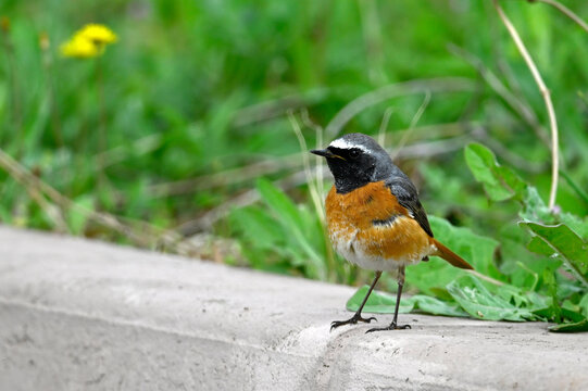 Gartenrotschwanz // Common redstart (Phoenicurus phoenicurus)