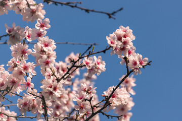 Spring Flowers