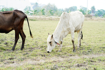 Obraz premium Cow in the green grass