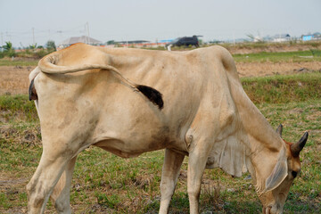 Cow in the green grass