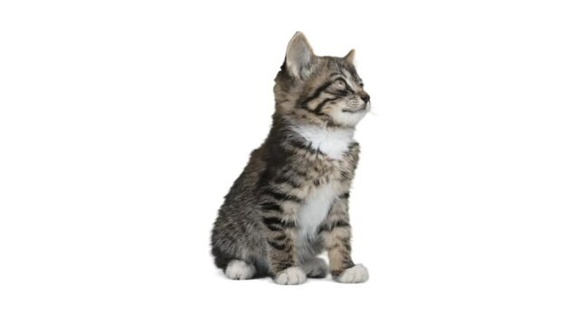 A small kitten on a white background