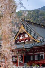 Obraz premium 身延山久遠寺の桜 