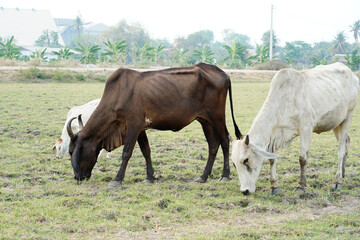 Naklejka na ściany i meble Cow in the green grass
