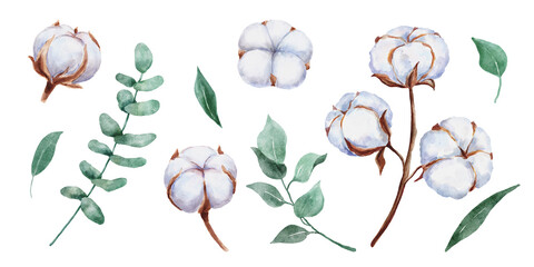 Hand drawn watercolor cotton plant, leaves and eucalyptus branch isolated on white background. Cotton flower drawing.