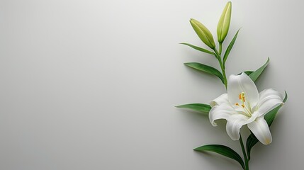Funeral lily on white background with ample space for text placement and creative design