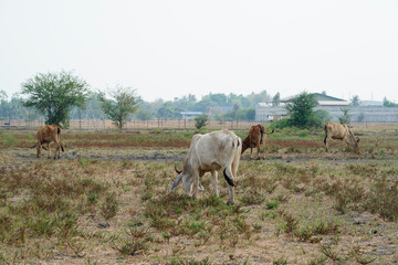 Cow in the green grass