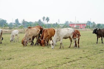 Naklejka na ściany i meble Cow in the green grass