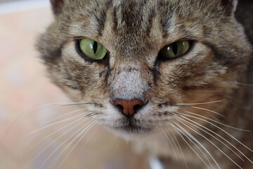  close-up portrait of a brown cat with green eyes