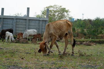 Cow in the green grass