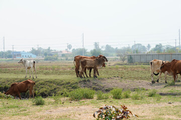 Cow in the green grass