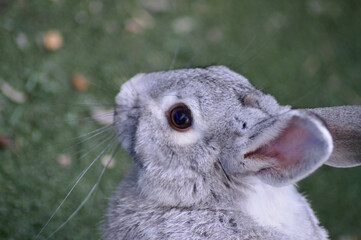 close up of a bunny Gray rabbit Big rabbit rabbit 