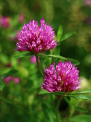 pink clover green nature macro