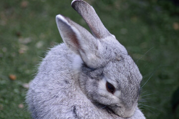 white rabbit on a grass Rabbit eye Rabbit ear 